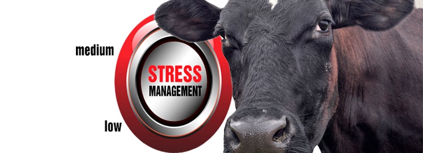 El estrés y la conducta en los animales de producción