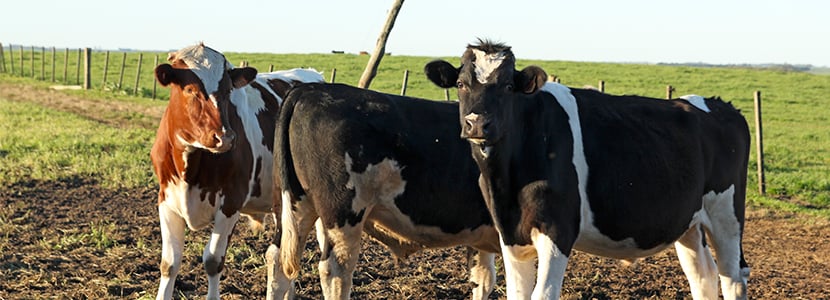 Reducción de la producción de leche en La Pampa