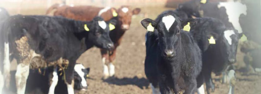 Manejo reproductivo en novillas: herramientas para alcanzar los objetivos de recría