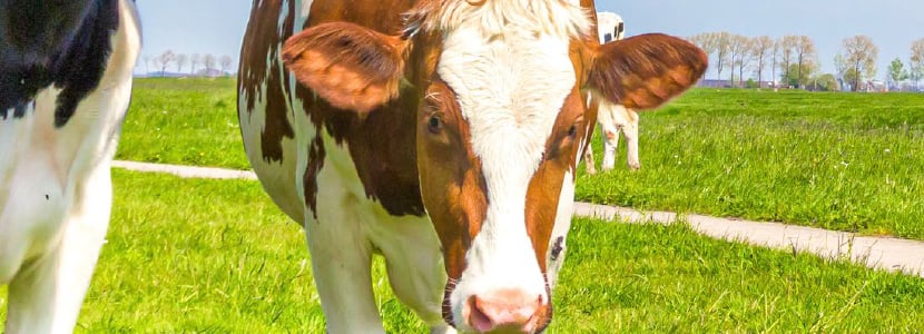 ¿Qué ración comen sus vacas?
