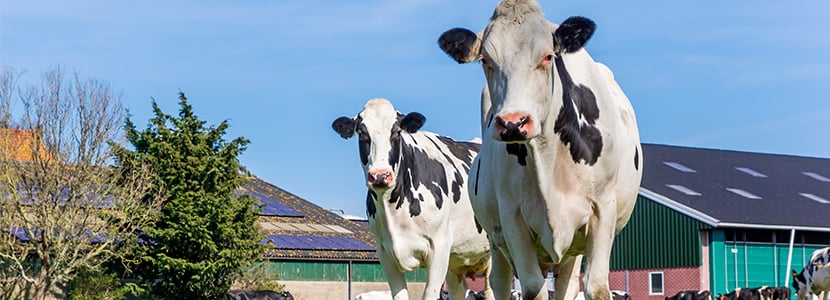 MSD Salud Animal en México lleva a cabo el Congreso Maxileche 2020