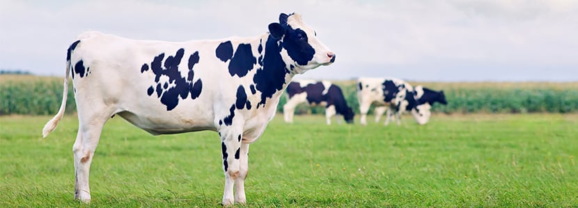 Cambios en la microbiota vaginal durante el ciclo estral en novillas de leche