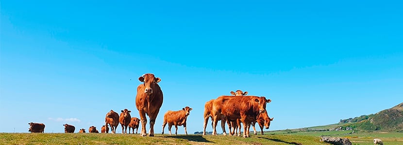 La rebaja de módulos IRPF 2020 beneficiará a todos los agricultores y ganaderos