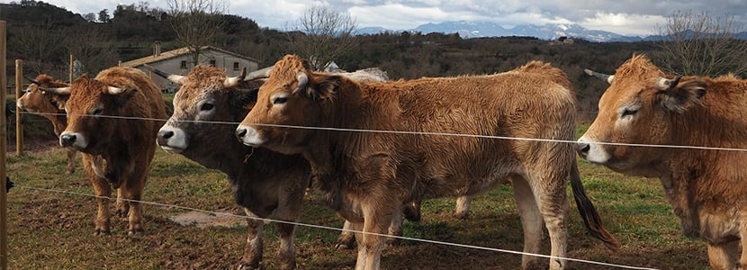 Granja L'Aubrac: ganadería extensiva de selección bovina
