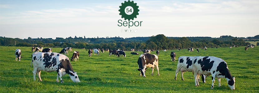 SEPOR mantiene el formato virtual para su 54º edición en octubre