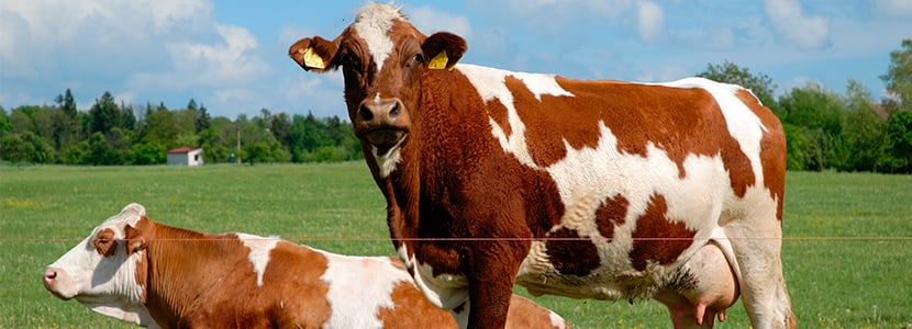 Consejos para optimizar la fertilidad de las vacas lecheras