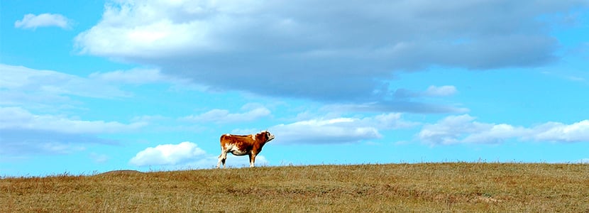 PAC, medioambiente y producción de rumiantes