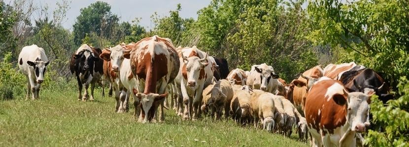 El sector lácteo reclama contundencia contra los abusos de industria y distribución