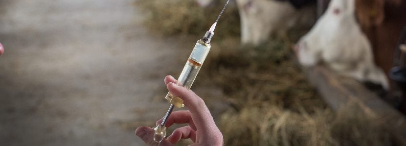 Saneamiento previo de los terneros para poder venderlos