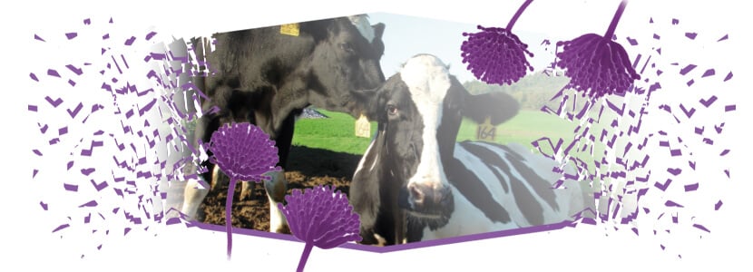 Impacto de las micotoxinas en vacas lecheras