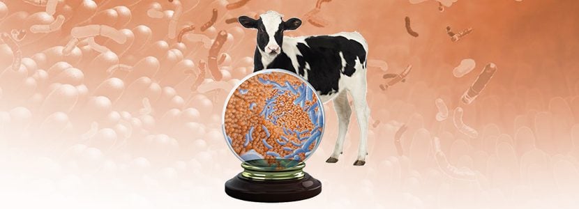 Monitorización de la salud intestinal en el ternero lactante. Biomarcadores y aplicaciones