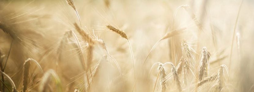 Informe materias primas julio: el clima seco en USA y norte de Europa asusta a los inversores provocando rebote en precios