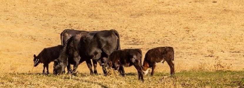 Ponen en valor el trabajo en las granjas para garantizar el bienestar animal