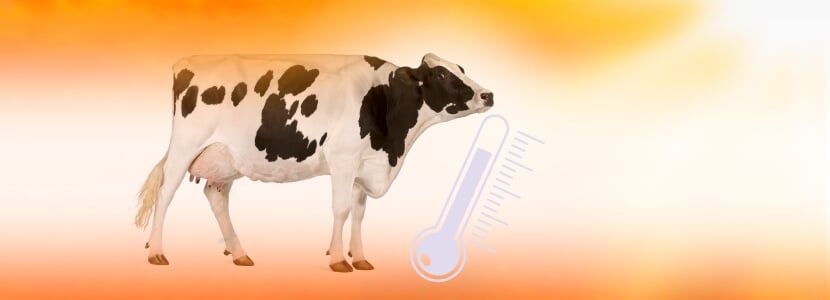 Impacto del verano en las vacas lecheras en España