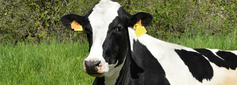 Impacto del pasto y la cosecha en la producción de leche