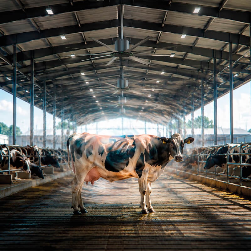 Ventilación de alta velocidad y estrés térmico: ¿Es suficiente para enfriar a las vacas?