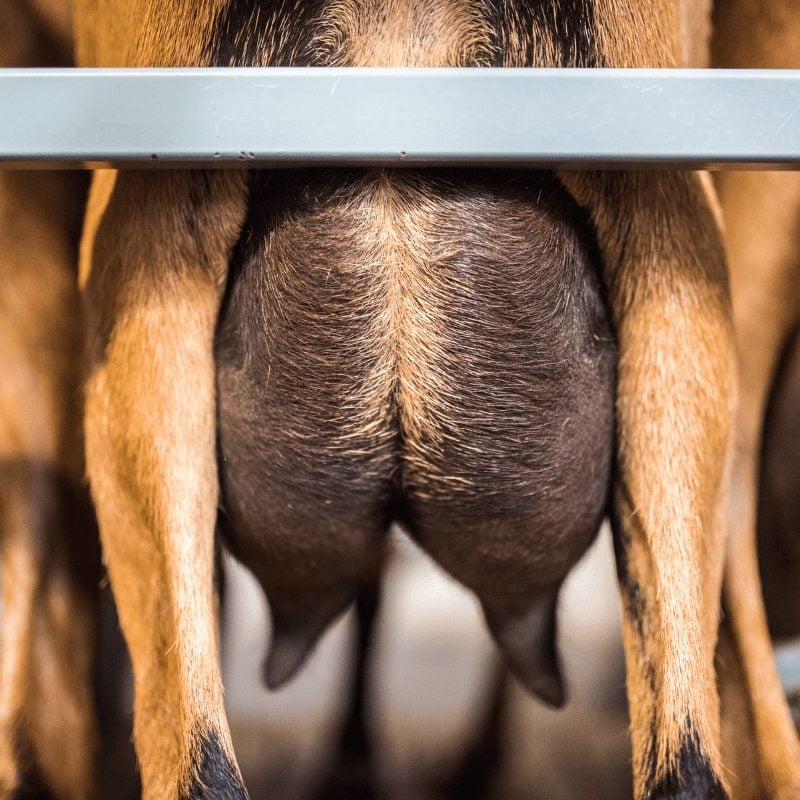 Estudian que la mastitis afecta a tres de cada diez cabras