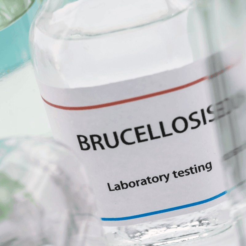 La brucelosis bovina se mantiene localizada en Badajoz