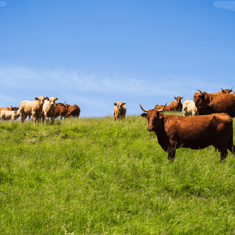 La brucelosis bovina suma un quinto foco en Extremadura
