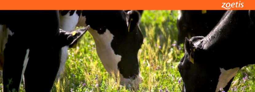 La prevalencia de la ERB en la producción vacuno carne y leche