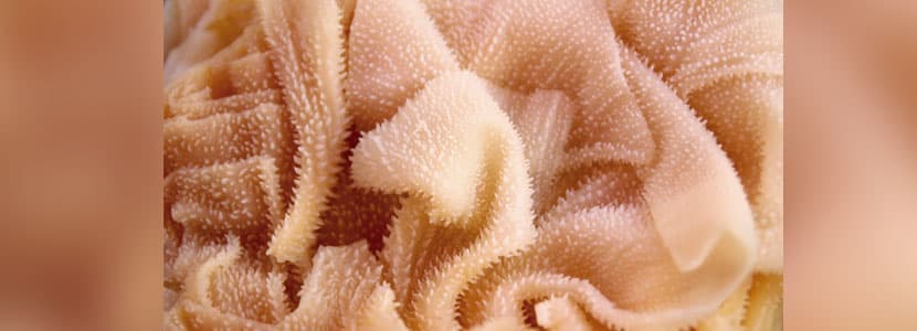 Beyond Stimulating the Rumen Flora