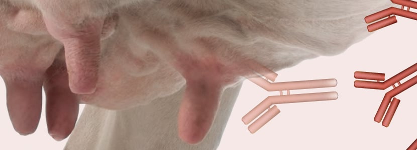 Tratamiento y control de mamitis en ganado bovino con inmunoterapia