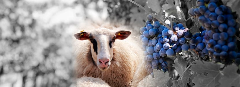 Utilizan ovejas y cabras para podar viñas en el Penedés