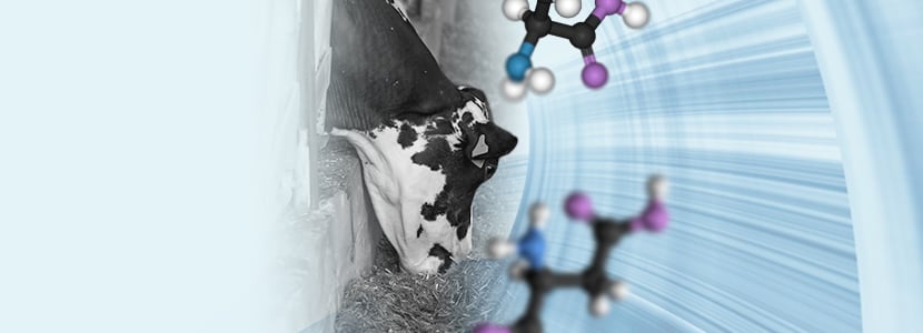 ¿Cuál es la importancia de los aminoácidos esenciales en la nutrición?