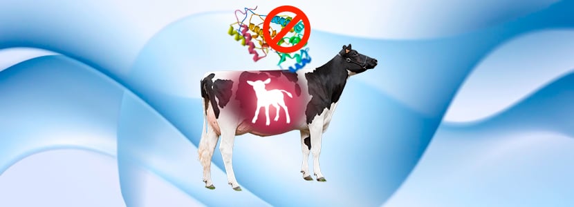 La restricción proteica en vacas gestantes afecta al ternero