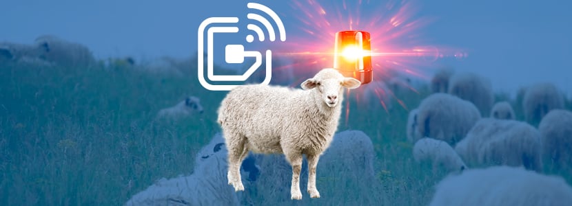Descubre la tecnología RFID para la detección del celo en ovejas