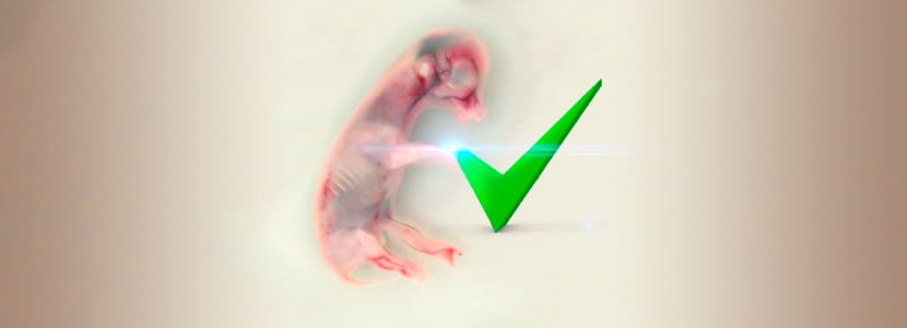Desarrollo fetal - Factor decisivo en la productividad del rumiante