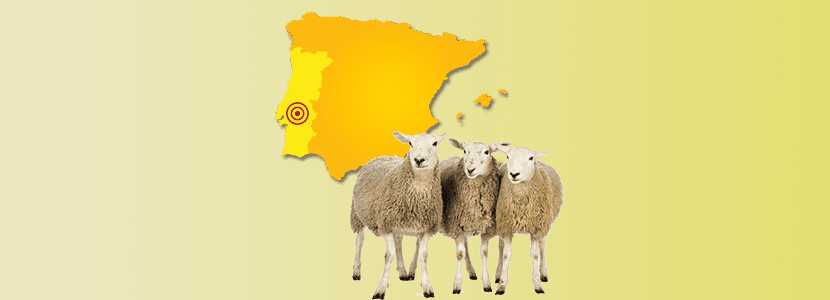 Detectado un foco de Lengua Azul en explotación de ovino de Portugal