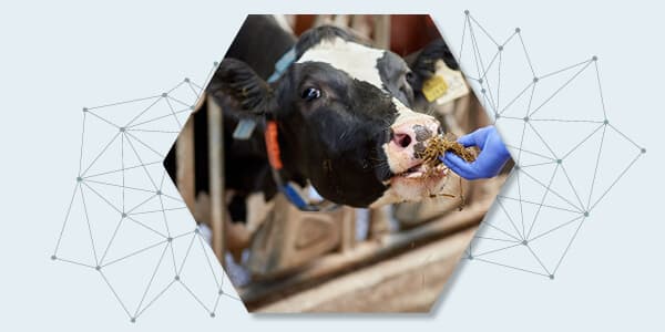 Nutrición de precisión en rumiantes - Parte II: Un abordaje práctico