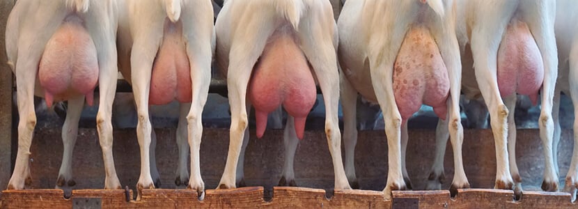 Diagnóstico de mamitis subclínicas en caprino de leche