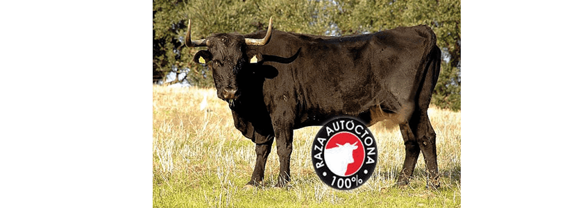Raza bovina Negra Andaluza reconocida con logotipo de "Raza Autóctona"