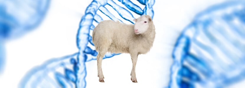 El Banco de Germoplasma Animal incorpora nuevas razas ovinas