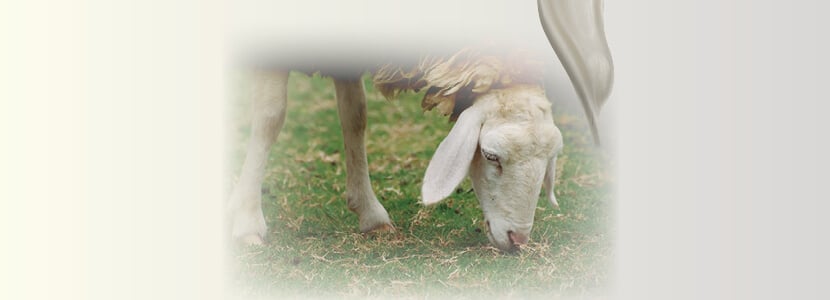 Reproducción y eficiencia productiva en ovino de leche