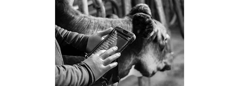 Zoetis presenta Smartbow para la monitorización de vacas lecheras