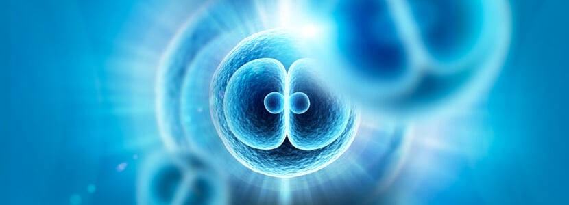 ¿Cómo influye la implantación embrionaria en el éxito de la gestación?
