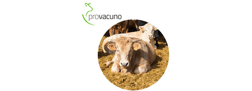Región de Murcia - Modelo en bienestar animal del vacuno de carne