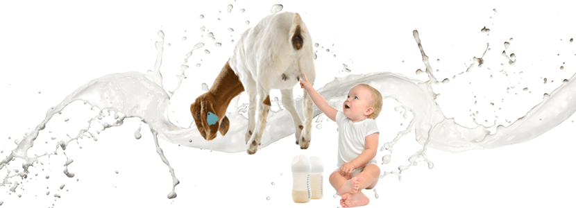 La leche de cabra beneficia la salud intestinal de los bebés