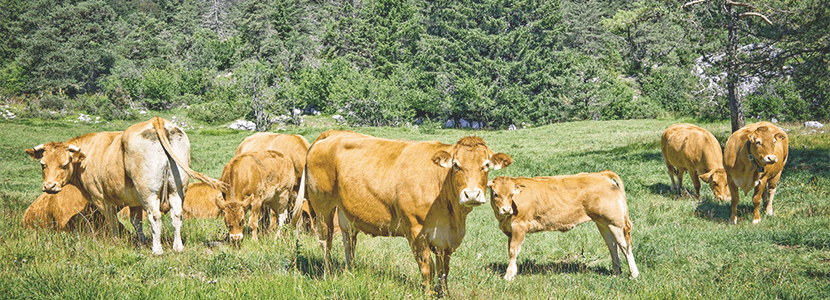 El vacuno de carne contribuye a frenar el despoblamiento rural