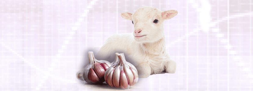 Valoración productiva en corderos suplementados con ajo morado fresco
