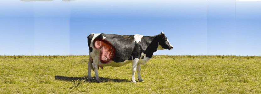 Claves para el éxito reproductivo en vacas lecheras