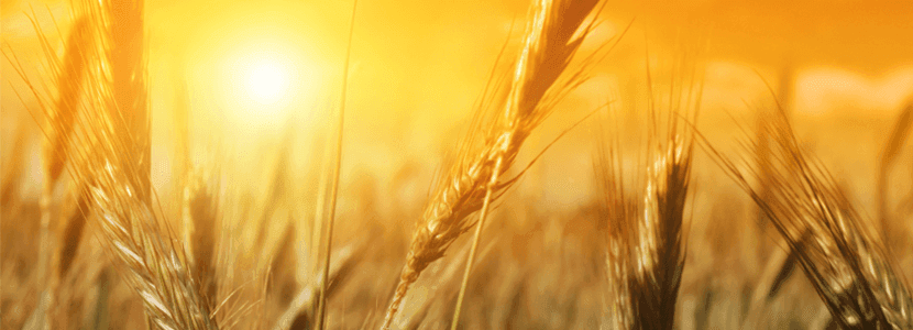 ¿Qué podemos esperar del mercado de materias primas para alimentación animal en octubre?