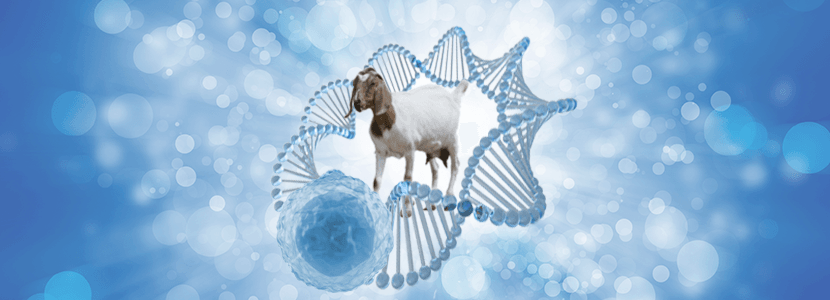 Revelan las claves de la inmunidad natural en ovejas y cabras