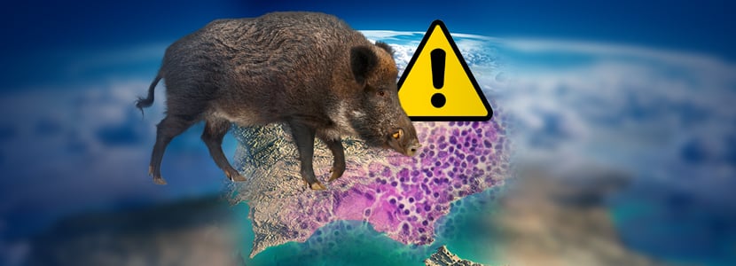 Mycobacterium microti: la especie de tuberculosis detectada en España