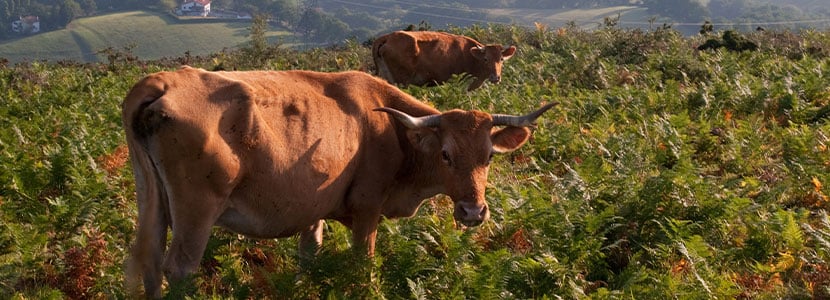 Betizu, la última vaca silvestre de Europa se cría en Navarra