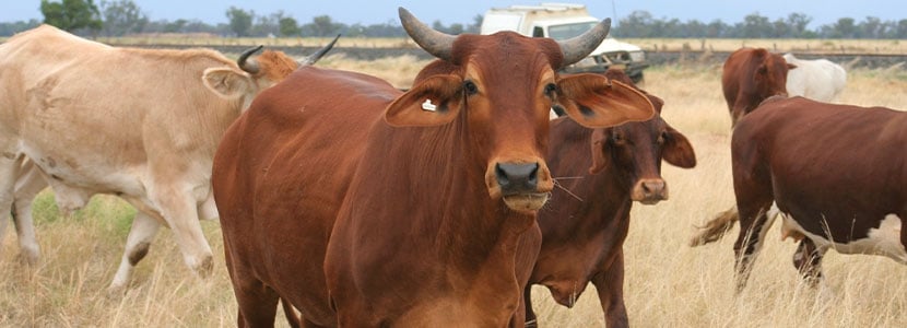 Brahman rojo, habilidad maternal, rusticidad y producción de leche