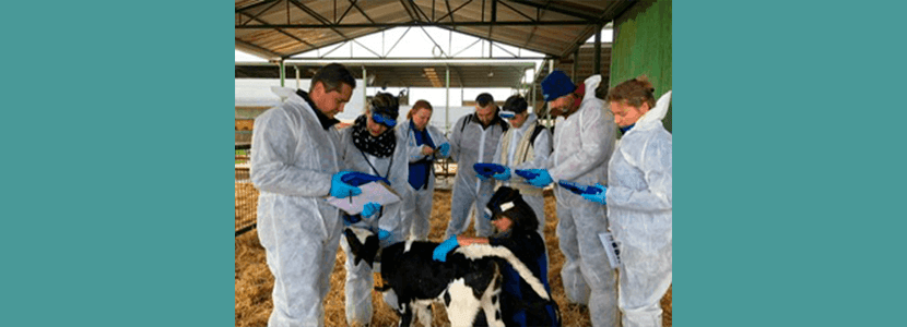 MSD Animal Health imparte un curso de ecografía pulmonar a técnicos europeos